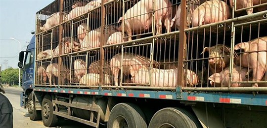 又是违规调运惹的祸！重庆在跨省调运生猪中排查出口蹄疫疫情