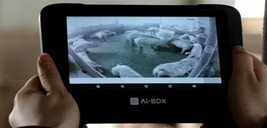 未来智能养猪将沿三个方向演进