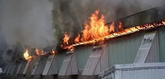 鸡粪酿大祸！烧死28万只鸡！