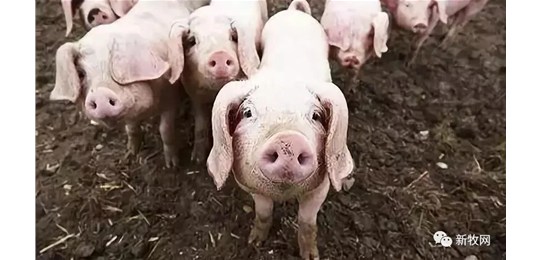 2021年养猪业八大猜想！谁能率先实现出栏3000万头？非瘟疫苗能否上市？