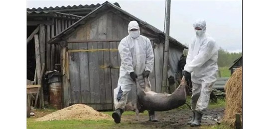 时隔80多天，非洲猪瘟“卷土重来”！年前猪价是继续下探还是“逆流而上”？